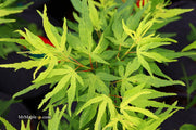 - Acer palmatum 'Catalina yatsubusa' Dwarf Japanese Maple - Mr Maple │ Buy Japanese Maple Trees