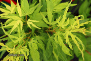- Acer palmatum 'Catalina yatsubusa' Dwarf Japanese Maple - Mr Maple │ Buy Japanese Maple Trees
