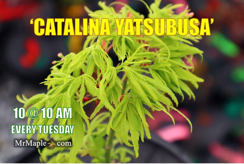 - Acer palmatum 'Catalina yatsubusa' Dwarf Japanese Maple - Mr Maple │ Buy Japanese Maple Trees