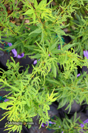 - Acer palmatum 'Catalina yatsubusa' Dwarf Japanese Maple - Mr Maple │ Buy Japanese Maple Trees