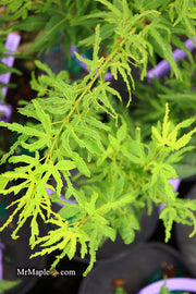 - Acer palmatum 'Catalina yatsubusa' Dwarf Japanese Maple - Mr Maple │ Buy Japanese Maple Trees