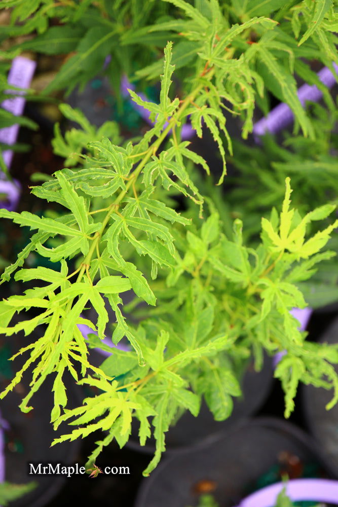 - Acer palmatum 'Catalina yatsubusa' Dwarf Japanese Maple - Mr Maple │ Buy Japanese Maple Trees