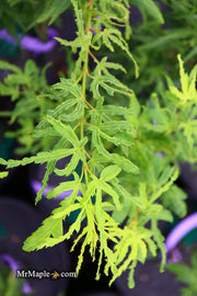 - Acer palmatum 'Catalina yatsubusa' Dwarf Japanese Maple - Mr Maple │ Buy Japanese Maple Trees