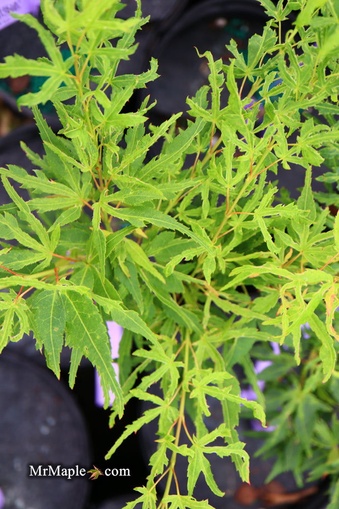 - Acer palmatum 'Catalina yatsubusa' Dwarf Japanese Maple - Mr Maple │ Buy Japanese Maple Trees