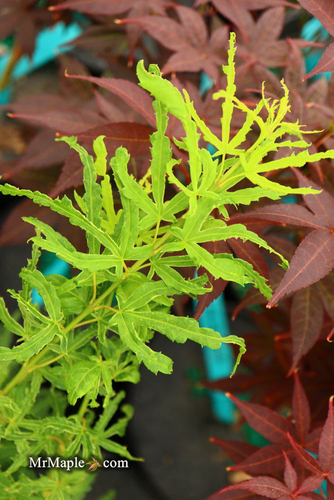 - Acer palmatum 'Catalina yatsubusa' Dwarf Japanese Maple - Mr Maple │ Buy Japanese Maple Trees