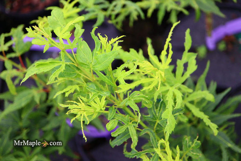- Acer palmatum 'Catalina yatsubusa' Dwarf Japanese Maple - Mr Maple │ Buy Japanese Maple Trees