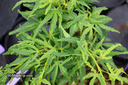 - Acer palmatum 'Catalina yatsubusa' Dwarf Japanese Maple - Mr Maple │ Buy Japanese Maple Trees