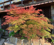 - Acer palmatum 'Chantilly Lace' Japanese Maple - Mr Maple │ Buy Japanese Maple Trees