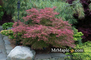 - Acer palmatum 'Chantilly Lace' Japanese Maple - Mr Maple │ Buy Japanese Maple Trees