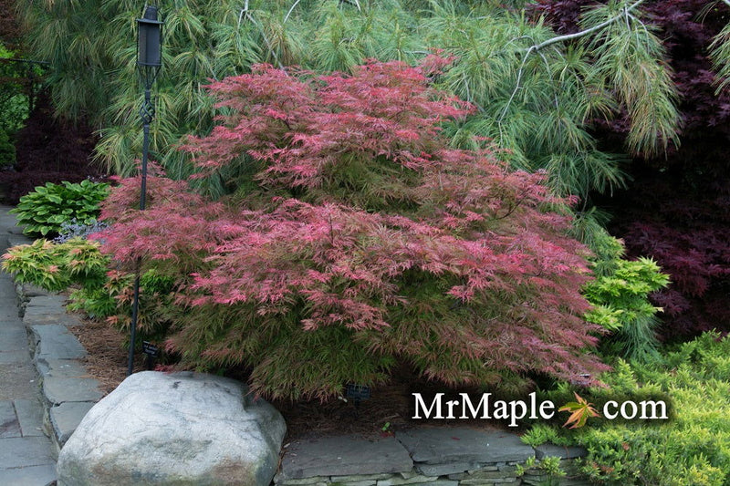 - Acer palmatum 'Chantilly Lace' Japanese Maple - Mr Maple │ Buy Japanese Maple Trees