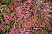 - Acer palmatum 'Chantilly Lace' Japanese Maple - Mr Maple │ Buy Japanese Maple Trees