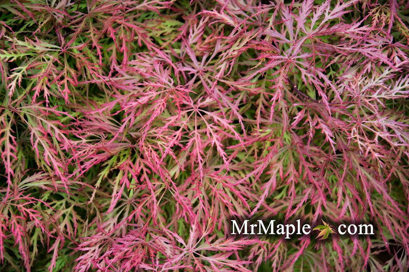 - Acer palmatum 'Chantilly Lace' Japanese Maple - Mr Maple │ Buy Japanese Maple Trees