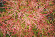 - Acer palmatum 'Chantilly Lace' Japanese Maple - Mr Maple │ Buy Japanese Maple Trees