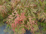 - Acer palmatum 'Chantilly Lace' Japanese Maple - Mr Maple │ Buy Japanese Maple Trees