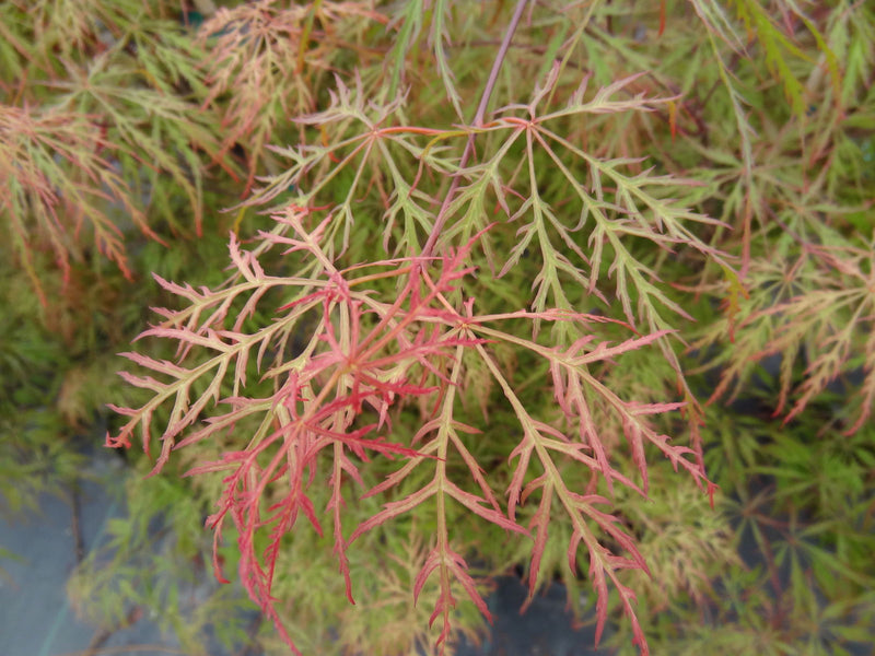 - Acer palmatum 'Chantilly Lace' Japanese Maple - Mr Maple │ Buy Japanese Maple Trees