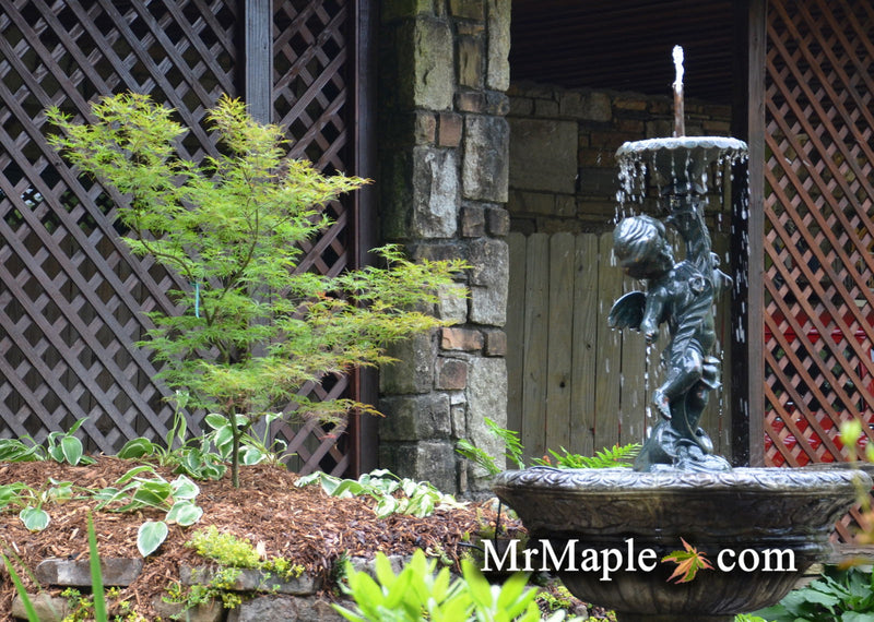 - Acer palmatum 'Chantilly Lace' Japanese Maple - Mr Maple │ Buy Japanese Maple Trees