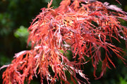 - Acer palmatum 'Chantilly Lace' Japanese Maple - Mr Maple │ Buy Japanese Maple Trees