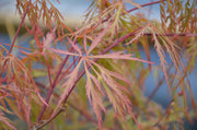 - Acer palmatum 'Chantilly Lace' Japanese Maple - Mr Maple │ Buy Japanese Maple Trees