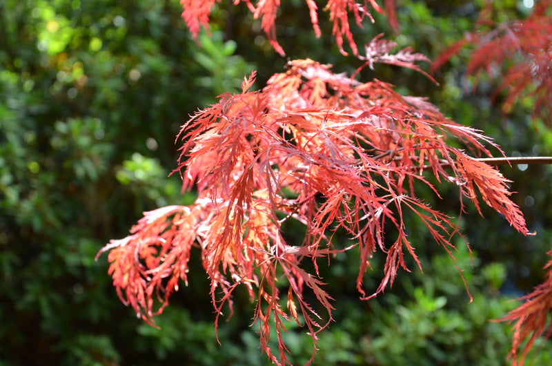 - Acer palmatum 'Chantilly Lace' Japanese Maple - Mr Maple │ Buy Japanese Maple Trees