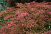 - Acer palmatum 'Chantilly Lace' Japanese Maple - Mr Maple │ Buy Japanese Maple Trees
