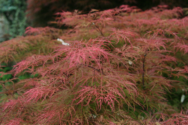 - Acer palmatum 'Chantilly Lace' Japanese Maple - Mr Maple │ Buy Japanese Maple Trees
