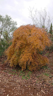 - Acer palmatum 'Chika' Weeping Japanese Maple - Mr Maple │ Buy Japanese Maple Trees