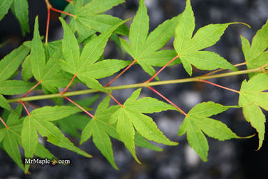 - Acer palmatum 'Chika' Weeping Japanese Maple - Mr Maple │ Buy Japanese Maple Trees