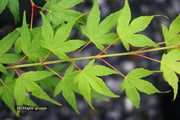 - Acer palmatum 'Chika' Weeping Japanese Maple - Mr Maple │ Buy Japanese Maple Trees