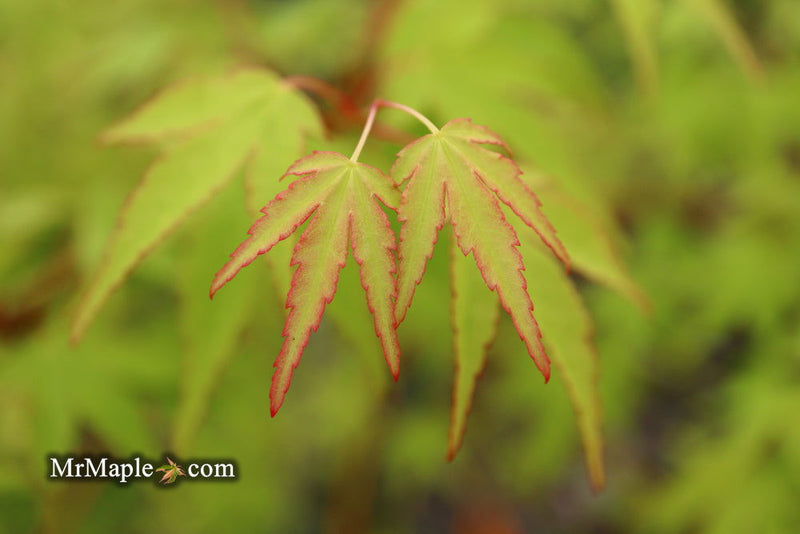 - Acer palmatum 'Chika' Weeping Japanese Maple - Mr Maple │ Buy Japanese Maple Trees