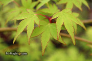 - Acer palmatum 'Chika' Weeping Japanese Maple - Mr Maple │ Buy Japanese Maple Trees