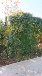 - Acer palmatum 'Chika' Weeping Japanese Maple - Mr Maple │ Buy Japanese Maple Trees