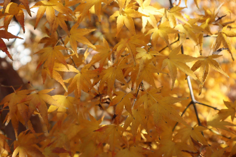 - Acer palmatum 'Chika' Weeping Japanese Maple - Mr Maple │ Buy Japanese Maple Trees