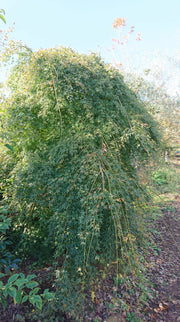 - Acer palmatum 'Chika' Weeping Japanese Maple - Mr Maple │ Buy Japanese Maple Trees