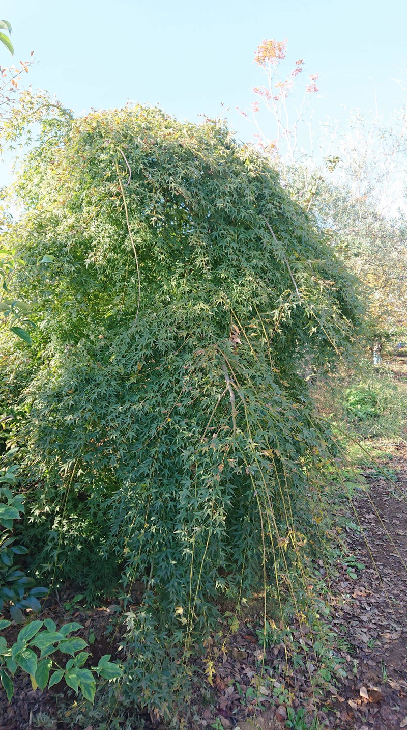 - Acer palmatum 'Chika' Weeping Japanese Maple - Mr Maple │ Buy Japanese Maple Trees