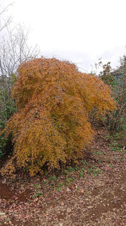 - Acer palmatum 'Chika' Weeping Japanese Maple - Mr Maple │ Buy Japanese Maple Trees