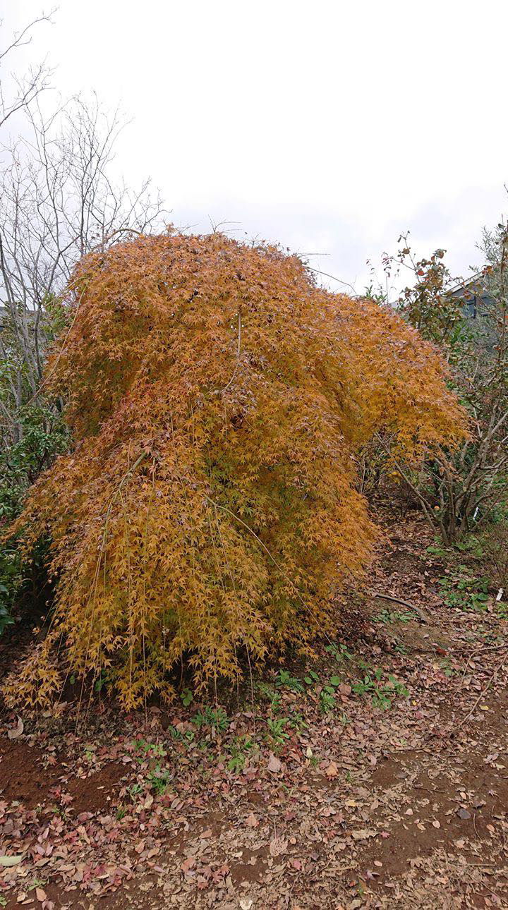 - Acer palmatum 'Chika' Weeping Japanese Maple - Mr Maple │ Buy Japanese Maple Trees