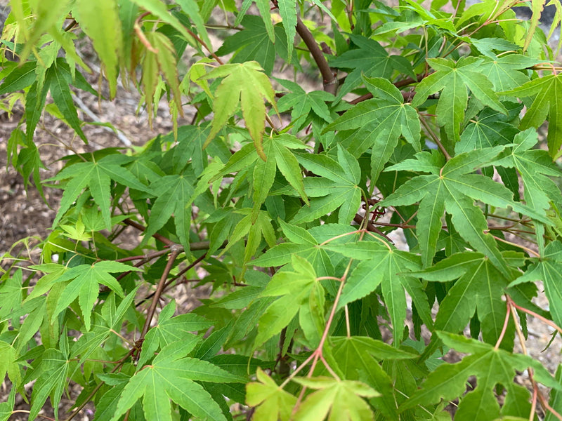 - Acer palmatum 'Chika' Weeping Japanese Maple - Mr Maple │ Buy Japanese Maple Trees