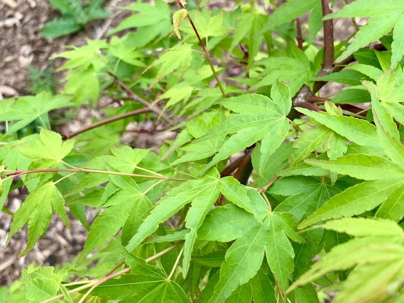 - Acer palmatum 'Chika' Weeping Japanese Maple - Mr Maple │ Buy Japanese Maple Trees