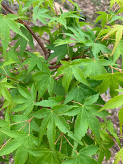 - Acer palmatum 'Chika' Weeping Japanese Maple - Mr Maple │ Buy Japanese Maple Trees