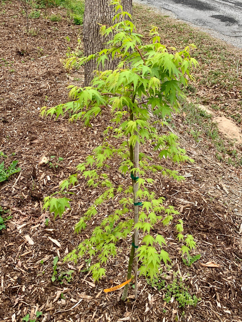 - Acer palmatum 'Chika' Weeping Japanese Maple - Mr Maple │ Buy Japanese Maple Trees