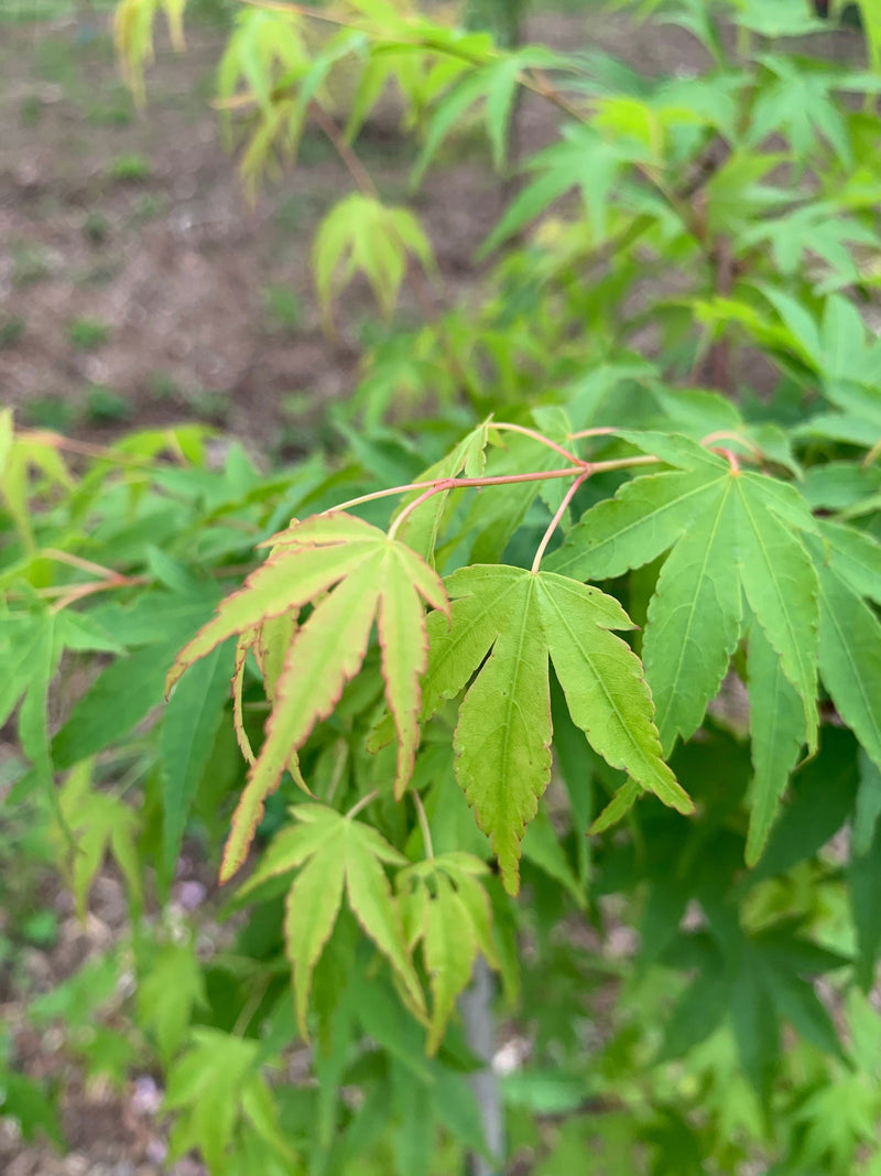 - Acer palmatum 'Chika' Weeping Japanese Maple - Mr Maple │ Buy Japanese Maple Trees
