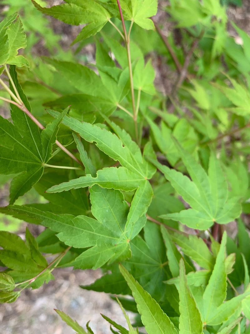 - Acer palmatum 'Chika' Weeping Japanese Maple - Mr Maple │ Buy Japanese Maple Trees