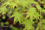 - Acer palmatum 'Chika' Weeping Japanese Maple - Mr Maple │ Buy Japanese Maple Trees
