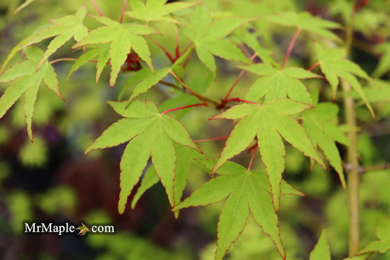 - Acer palmatum 'Chika' Weeping Japanese Maple - Mr Maple │ Buy Japanese Maple Trees