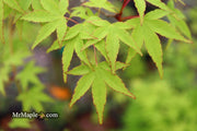 - Acer palmatum 'Chika' Weeping Japanese Maple - Mr Maple │ Buy Japanese Maple Trees