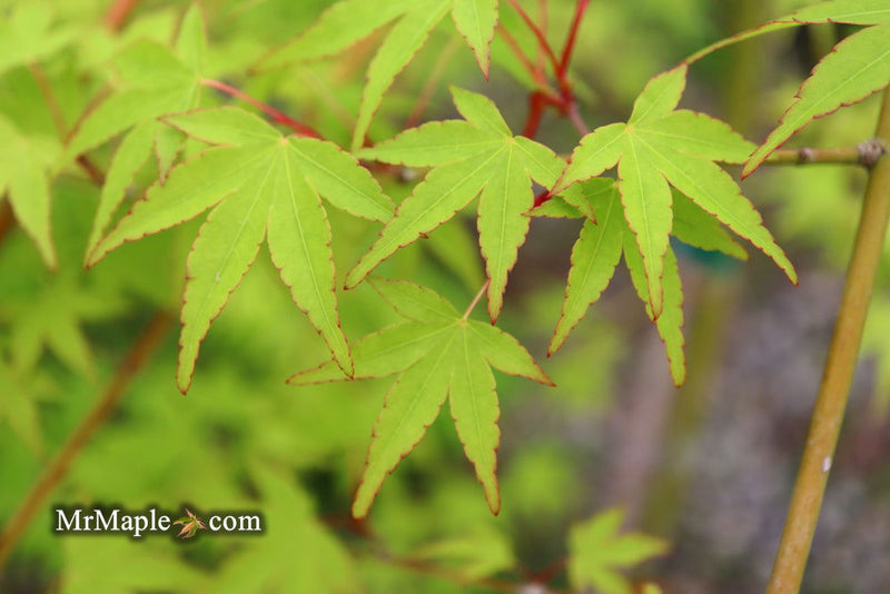 - Acer palmatum 'Chika' Weeping Japanese Maple - Mr Maple │ Buy Japanese Maple Trees