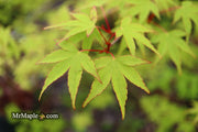- Acer palmatum 'Chika' Weeping Japanese Maple - Mr Maple │ Buy Japanese Maple Trees
