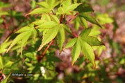 - Acer palmatum 'Chika' Weeping Japanese Maple - Mr Maple │ Buy Japanese Maple Trees
