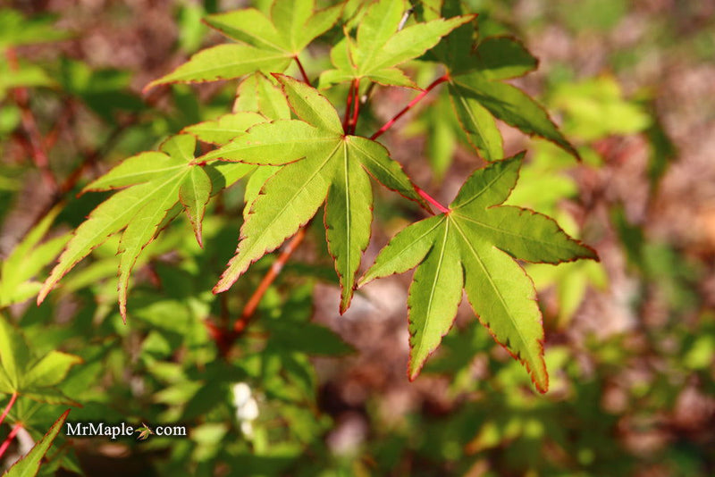 - Acer palmatum 'Chika' Weeping Japanese Maple - Mr Maple │ Buy Japanese Maple Trees