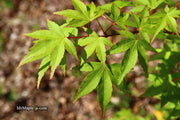 - Acer palmatum 'Chika' Weeping Japanese Maple - Mr Maple │ Buy Japanese Maple Trees